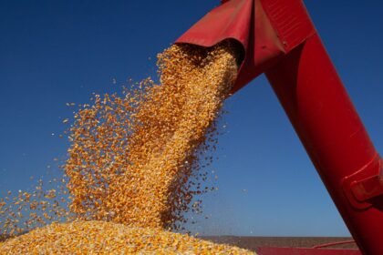 IBGE prevê safra de 347,4 milhões de toneladas para 2026