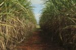 Conselho eleva limite de remuneração do Eco Invest Brasil