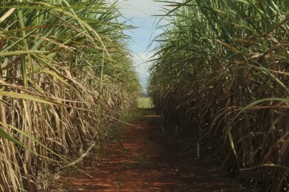 Conselho eleva limite de remuneração do Eco Invest Brasil