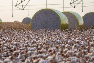 Entenda mudança no mapa que tirou Sorriso do topo da produção agrícola