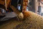 Produção brasileira de grãos deve aumentar apesar do El Niño