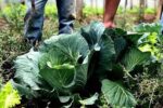 Segurança alimentar exige esforço coletivo e articulação