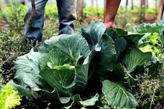 Segurança alimentar exige esforço coletivo e articulação