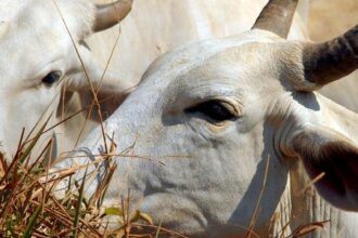 Carne brasileira passa a pagar tarifa de 67% para entrar na China